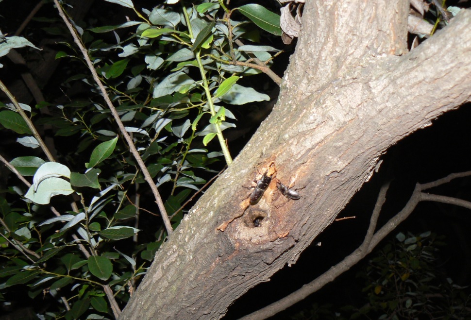 やなぎの枝先_10月6日 枝先から1m下の幹の洞に集う3匹のコクワガタ_201006_18-40